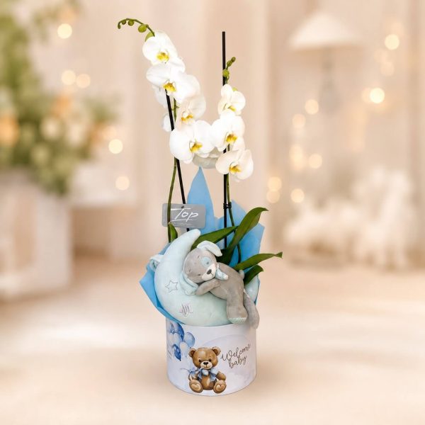 Moonlight Orchid Welcome Box (Boy) - σχέδιο καπελιέρας Teddy Bear Moonlight Orchid Welcome Box με λευκή ορχιδέα Phalaenopsis και μουσικό λούτρινο φεγγαράκι για νεογέννητο αγόρι από το Fresh Garden - σχέδιο καπελιέρας Teddy Bear