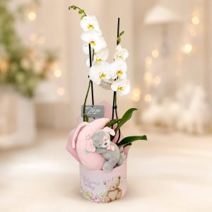 Moonlight Orchid Welcome Box με λευκή ορχιδέα Phalaenopsis και μουσικό λούτρινο φεγγαράκι για νεογέννητο κορίτσι από το Fresh Garden